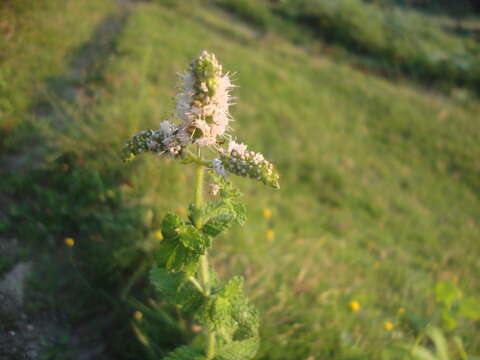 Image of Apple Mint