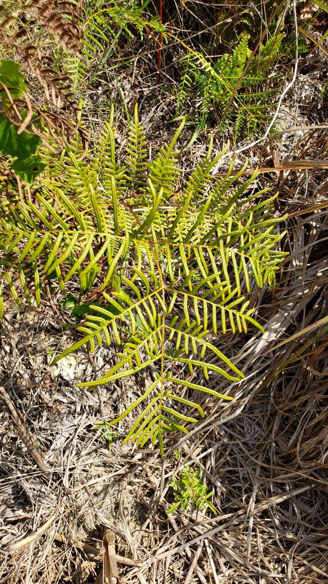 Слика од Pteridium caudatum (L.) Maxon