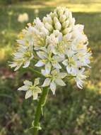 Image of Nuttall's deathcamas