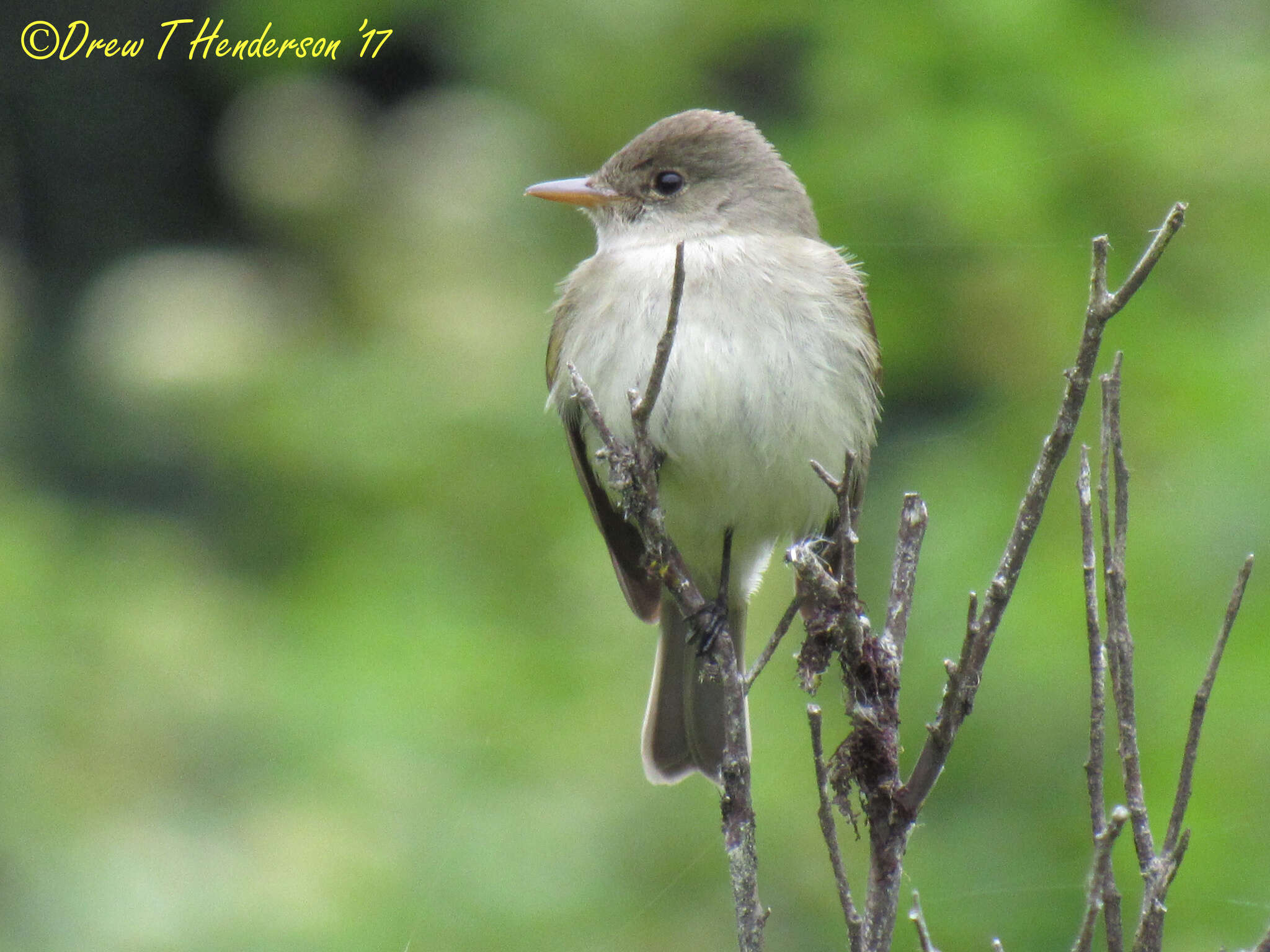 Image of Willow Flycatcher