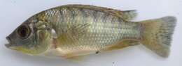 Image of Chilwa tilapia