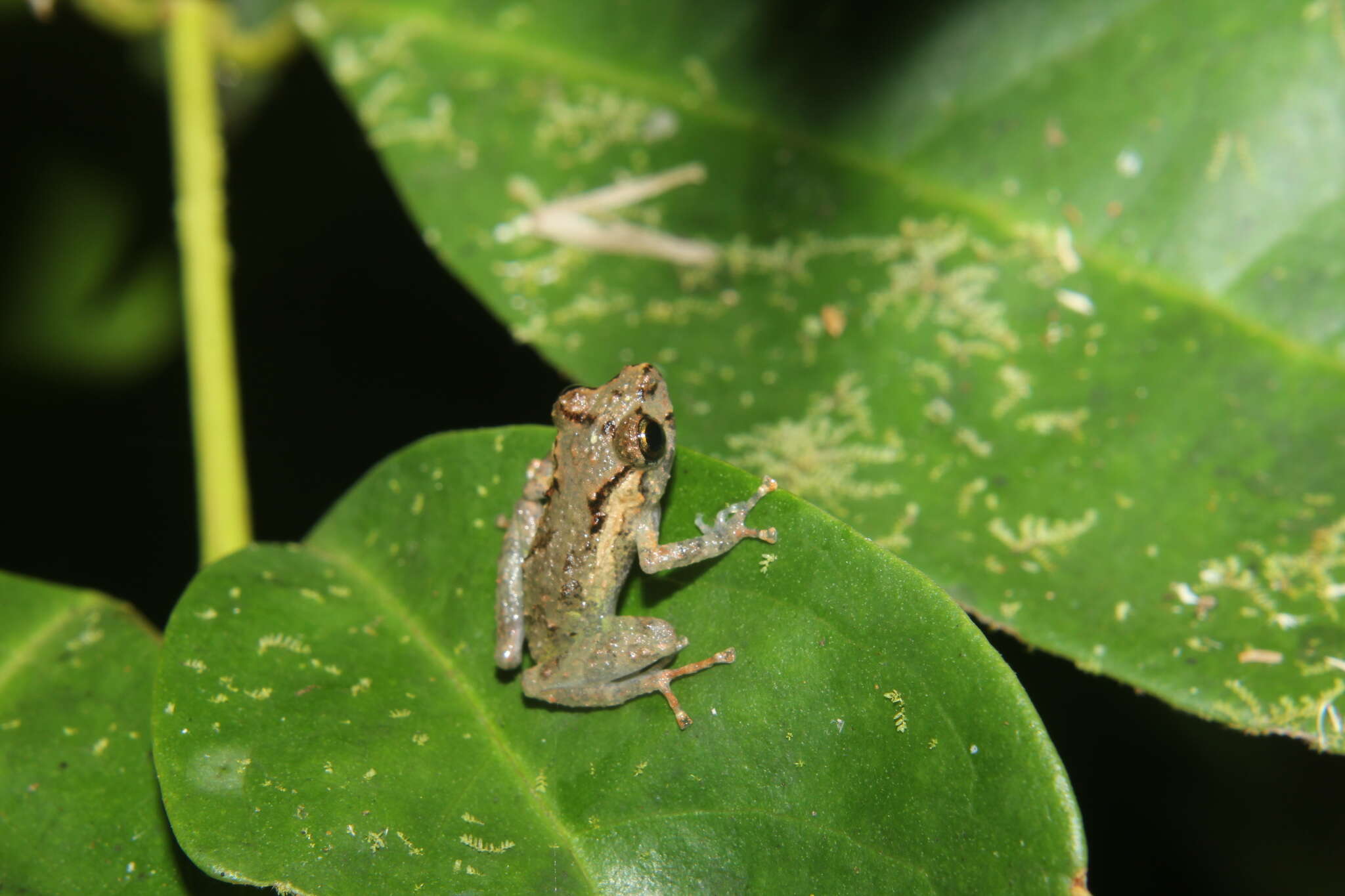 Image of Pristimantis platydactylus (Boulenger 1903)