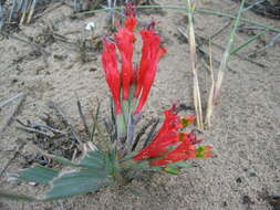 Image of Babiana hirsuta (Lam.) Goldblatt & J. C. Manning