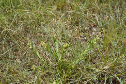 Image of Crotalaria linifolia L. fil.