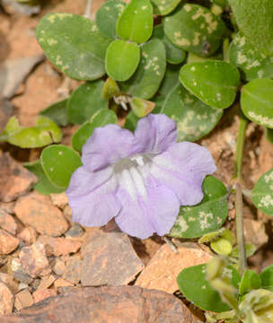 Image of Ruellia insignis Balf. fil.