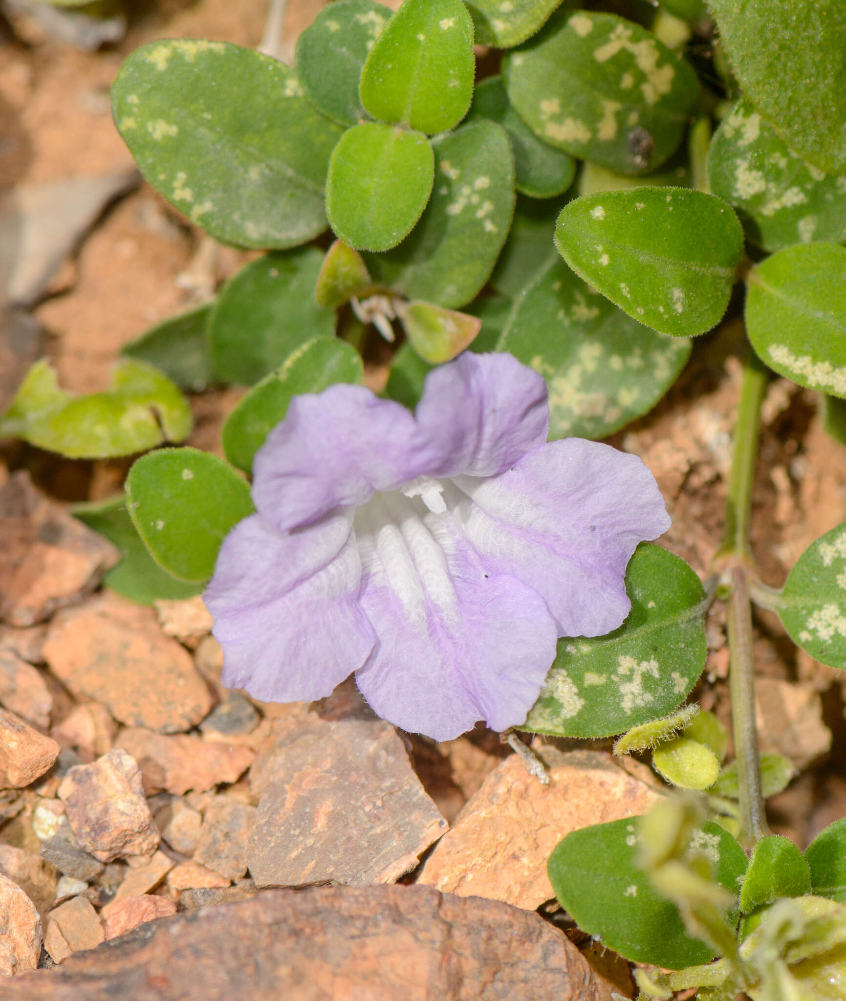 Image of Ruellia insignis Balf. fil.