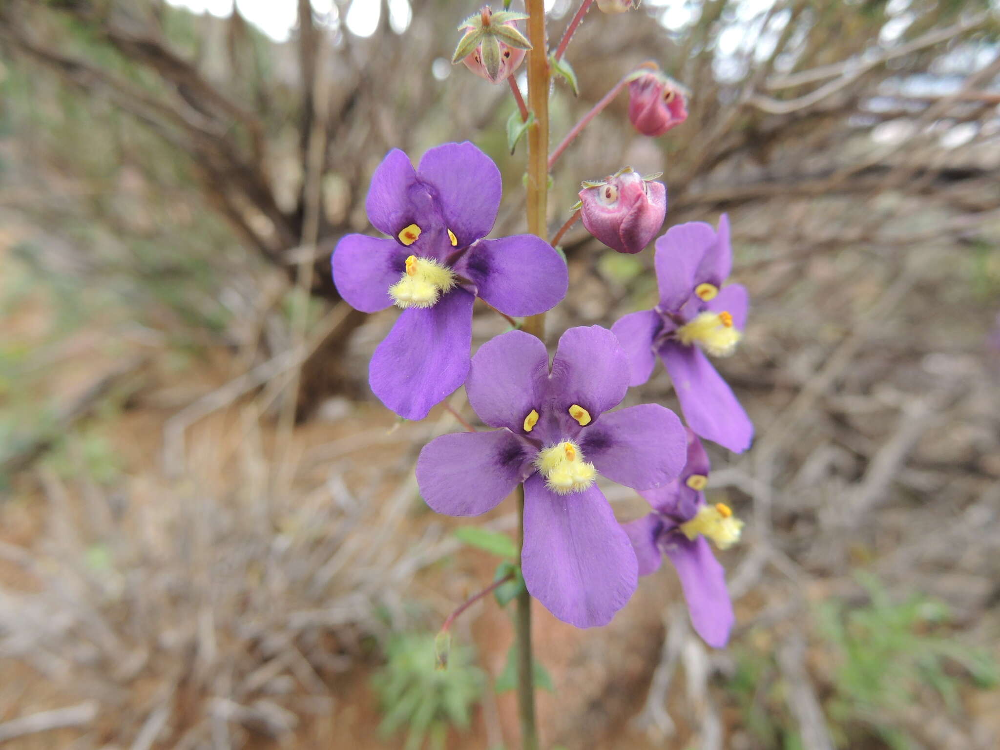 Image of Diascia alonsooides Benth.