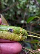 Image of Pleurothallis dibolia Luer