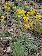 Image of shale barren ragwort