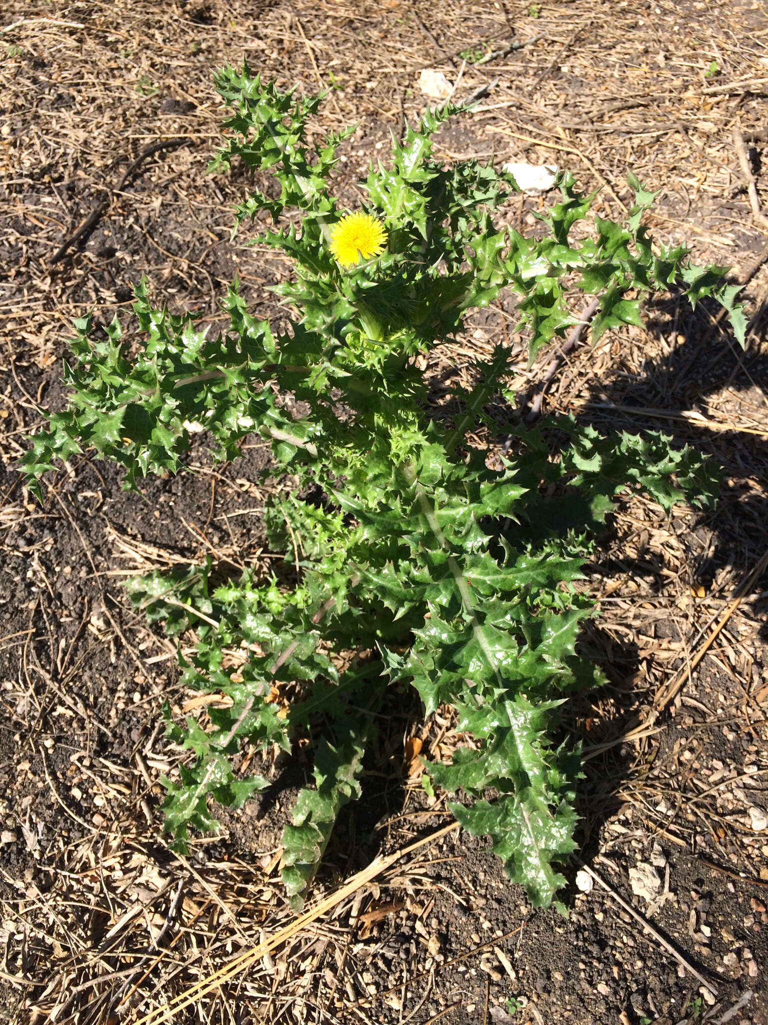 Слика од Sonchus asper (L.) Hill