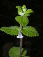 Image of Stachys arachnoidea Codd