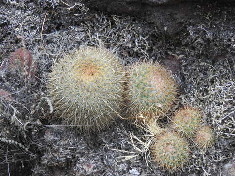 Image of Mammillaria rhodantha subsp. rhodantha