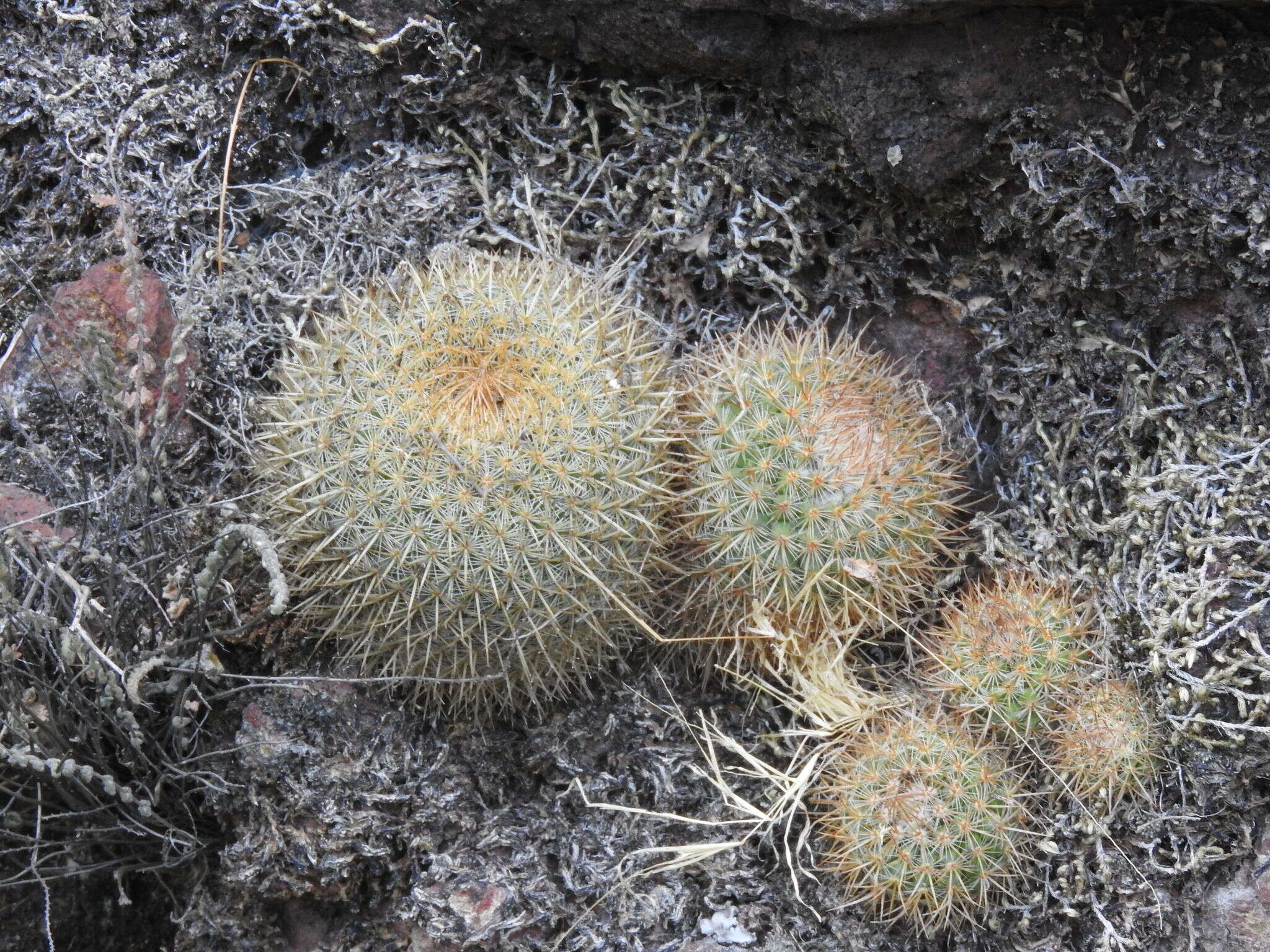 Mammillaria rhodantha subsp. rhodantha的圖片