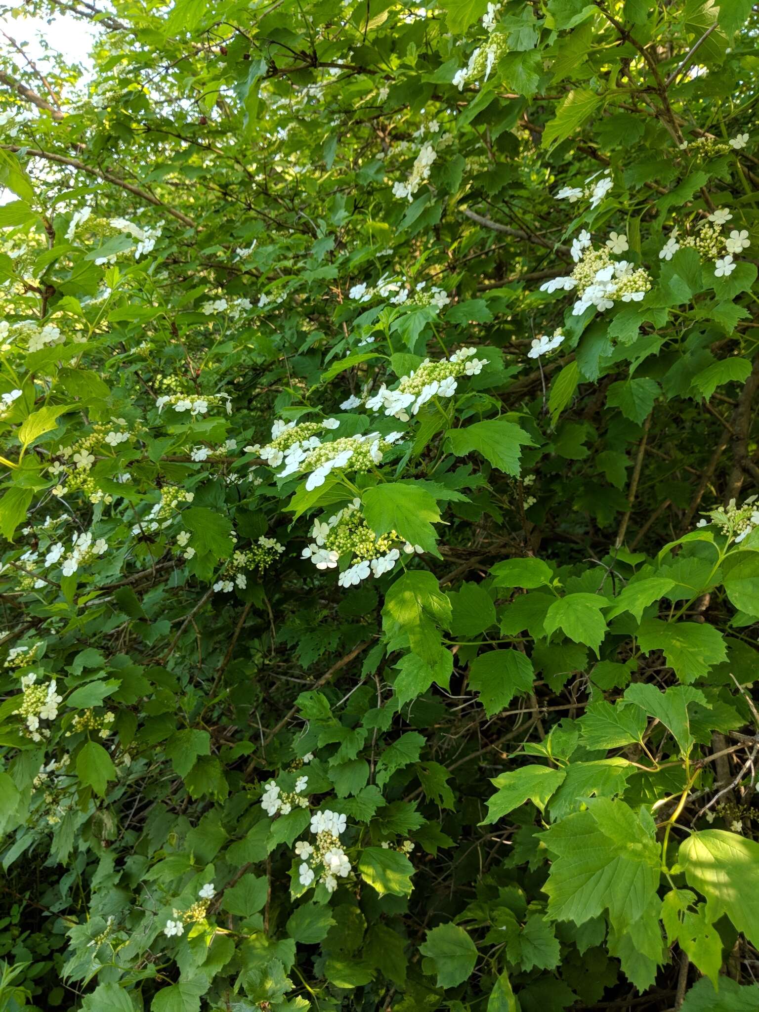 Image of Viburnum opulus var. opulus