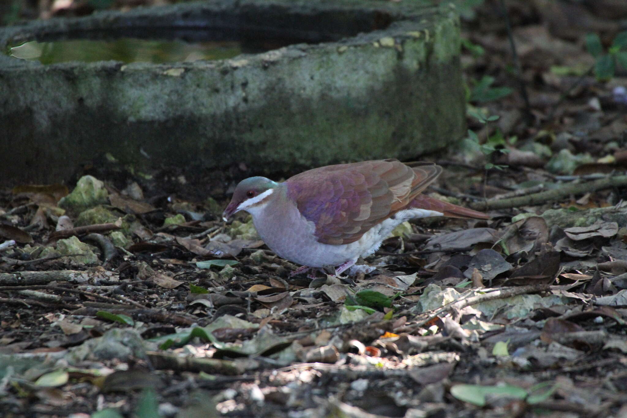 Image of Key West Quail-Dove