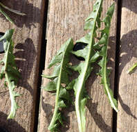 Image of Taraxacum piceatum Dahlst.