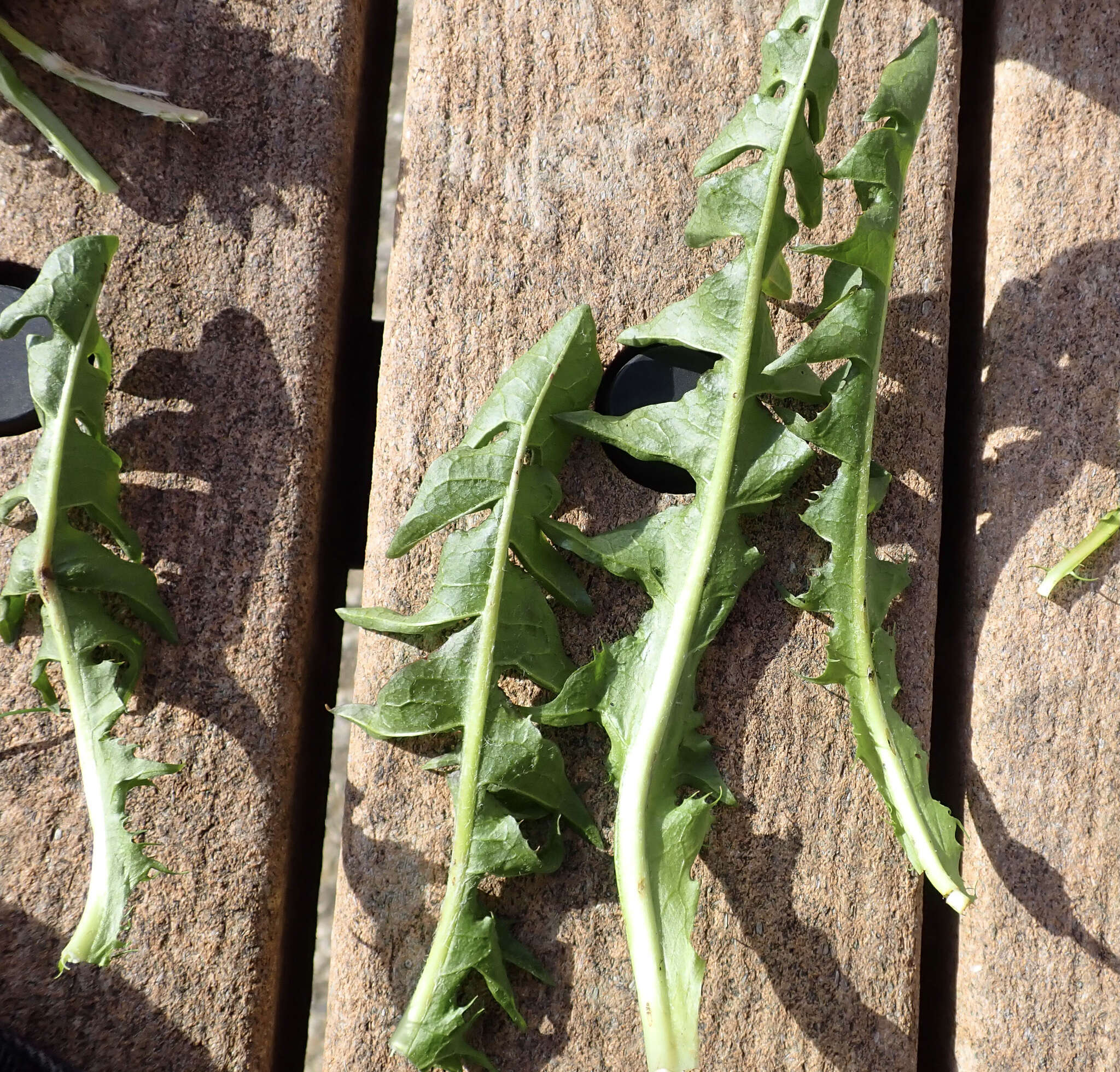 Слика од Taraxacum piceatum Dahlst.