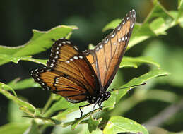 Imagem de Limenitis archippus obsoleta Edwards