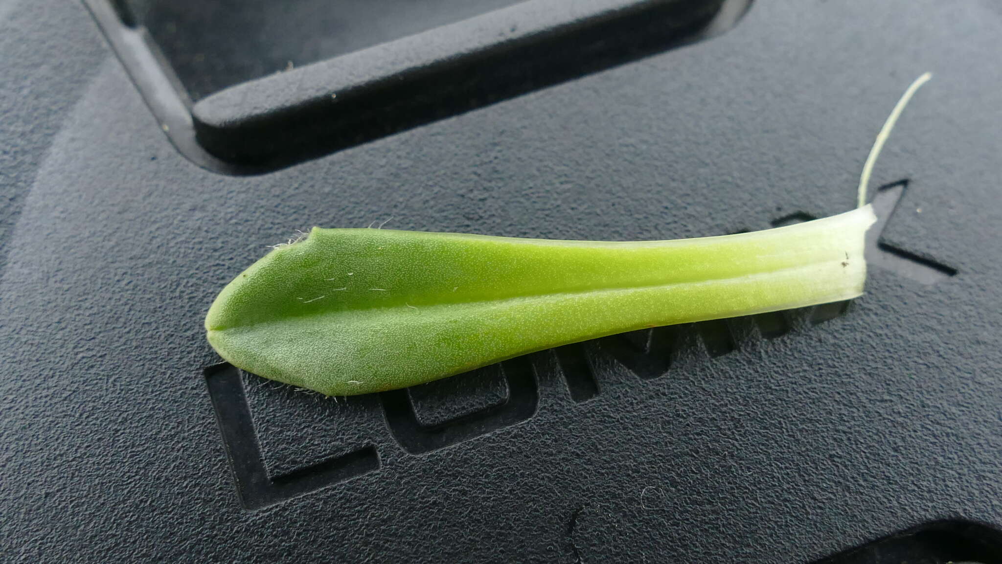 Image of Plantago triantha Spreng.