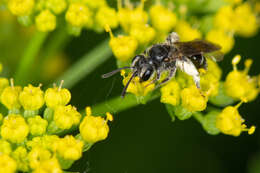 Image of Golden-Alexanders Andrena