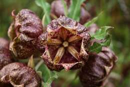 Image of Pachycarpus grandiflorus subsp. grandiflorus