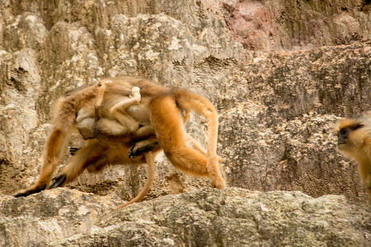 Image of Mitered Leaf-monkey; Sumatran Surili