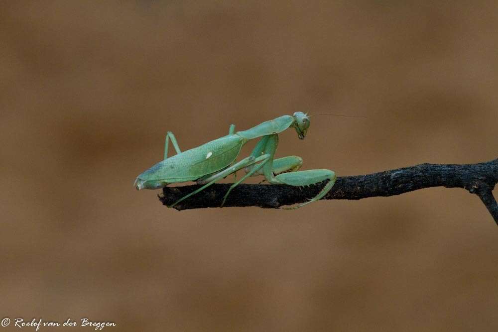 Image of African mantis