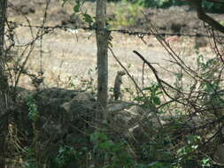 Image of Lesser Tropical Ground Squirel