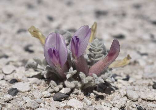 Image of Ash Meadows milkvetch