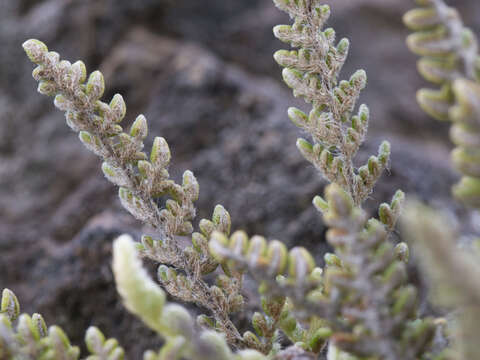 Plancia ëd Myriopteris gracillima (D. C. Eat.) J. Sm.