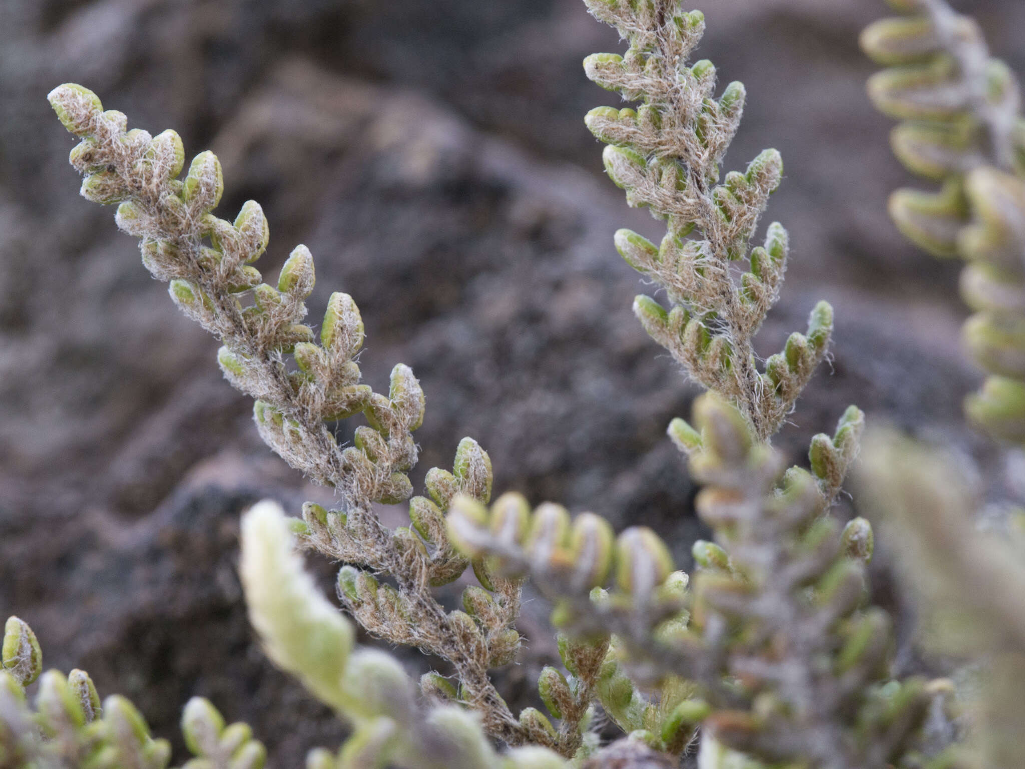 Image of lace lipfern