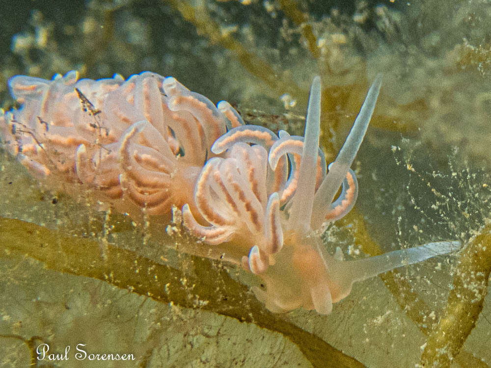 Image of coral nudibranch