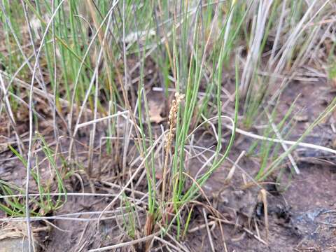 Image of Gaspe Peninsula Arrow-Grass