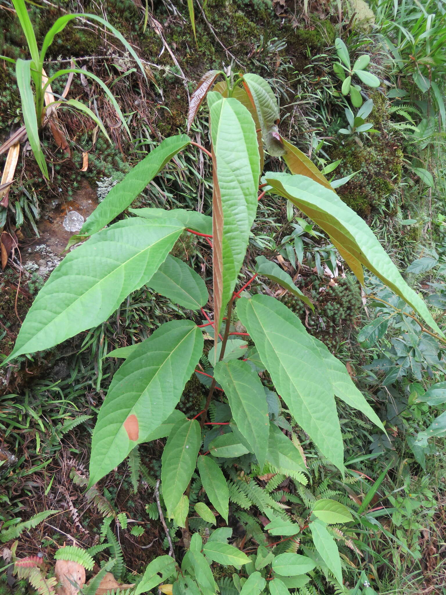 Image de Alchornea anamariae Secco