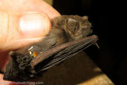 Image of Beatrix Butterfly Bat