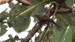 Image of Cinnamon-bellied Saltator