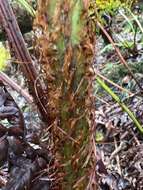 Image of Long-Leaf Plume Fern