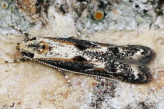 Image of Apple pith moth