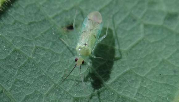 Image of Paraproba crotonica Carvalho 1987