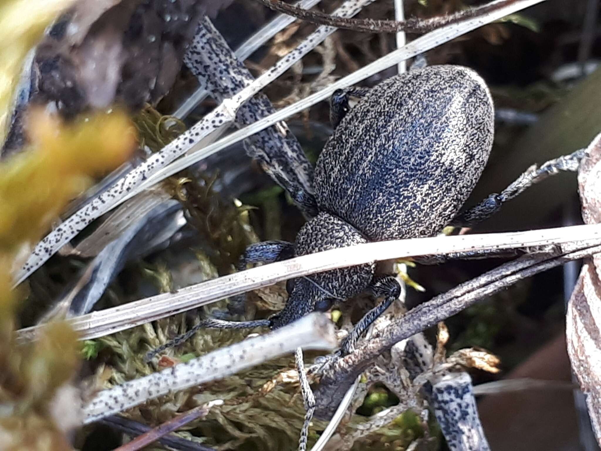 Image of lovage weevil