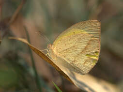 Image of Spotless Grass Yellow