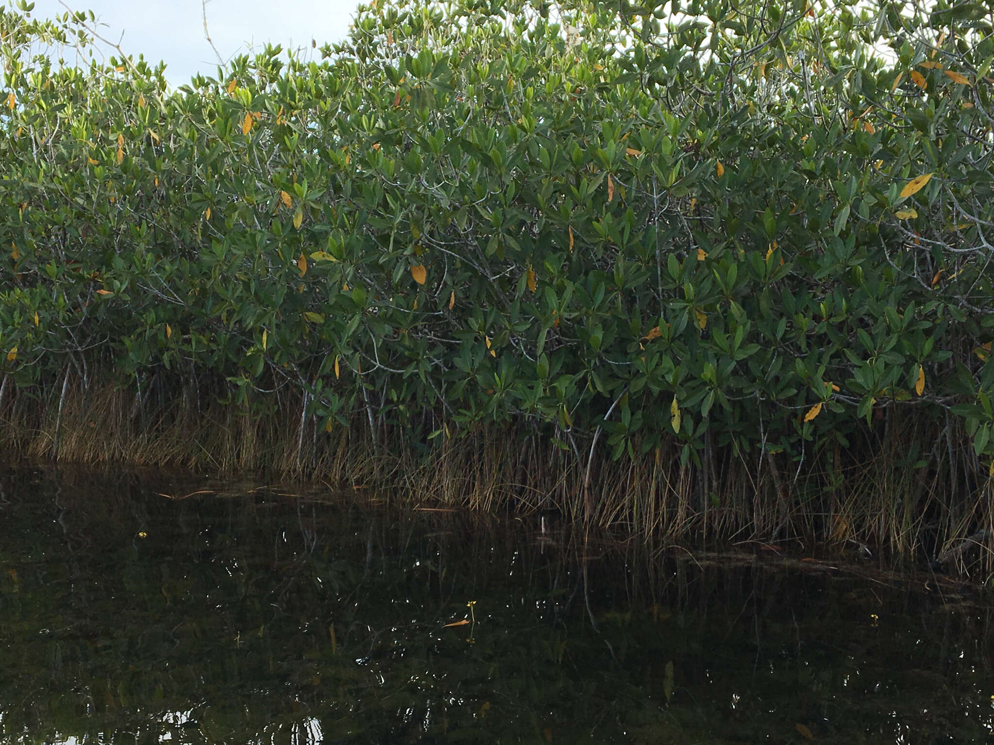 Image of red mangrove