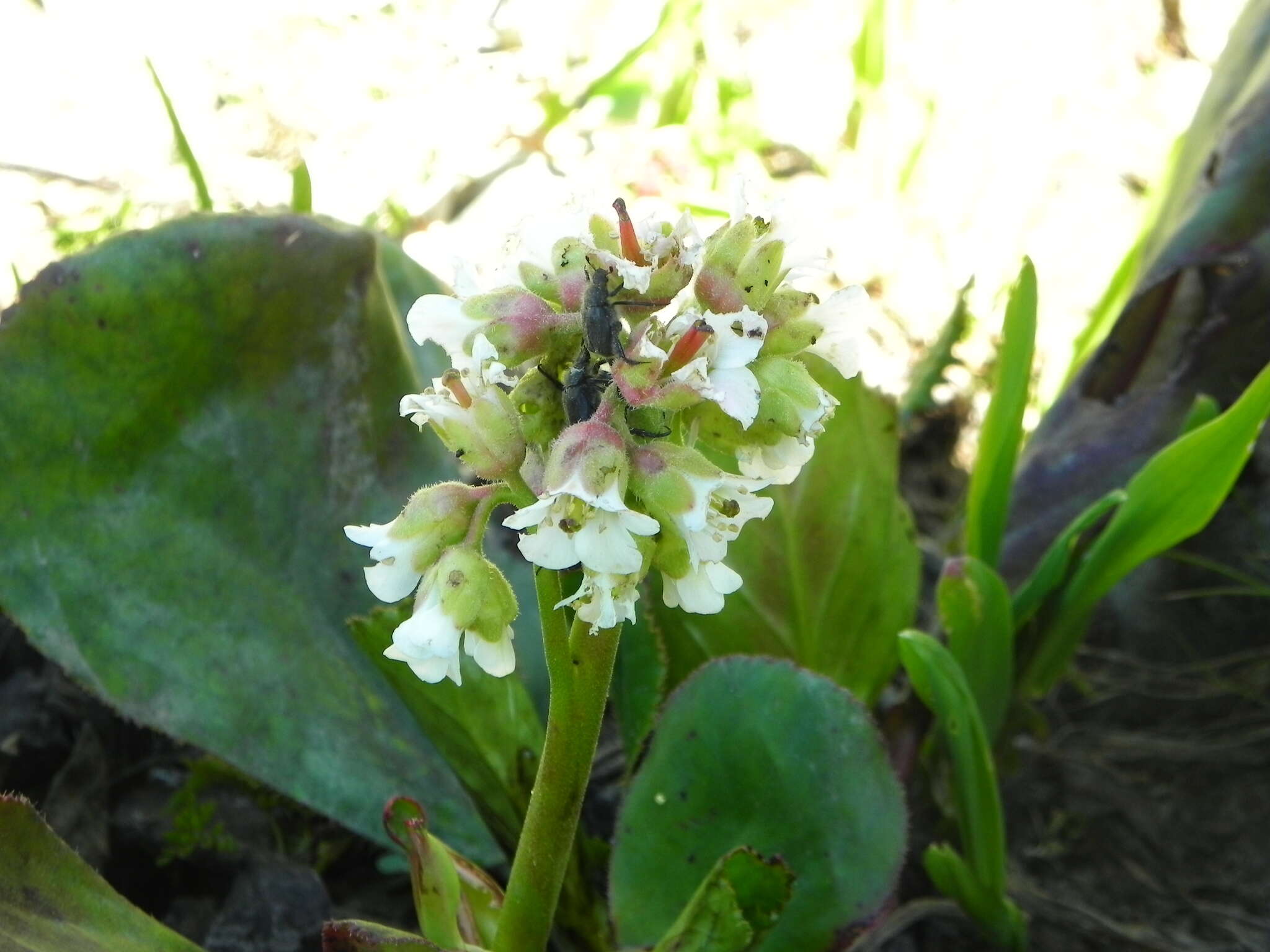 Image of Himalayan Bergenia