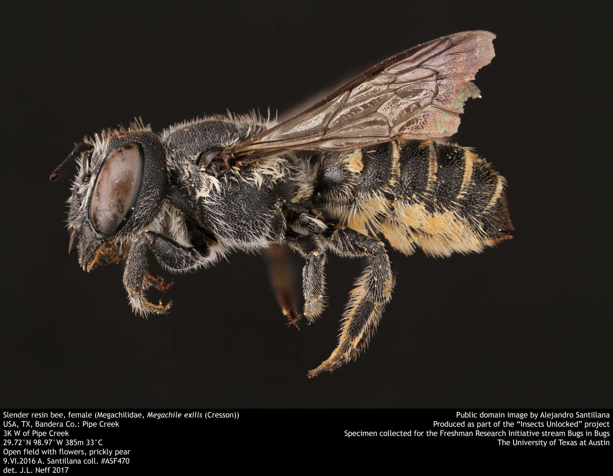 Megachile exilis Cresson 1872 resmi