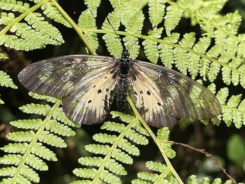 Image of Acraea pentapolis epidica Oberthür 1893