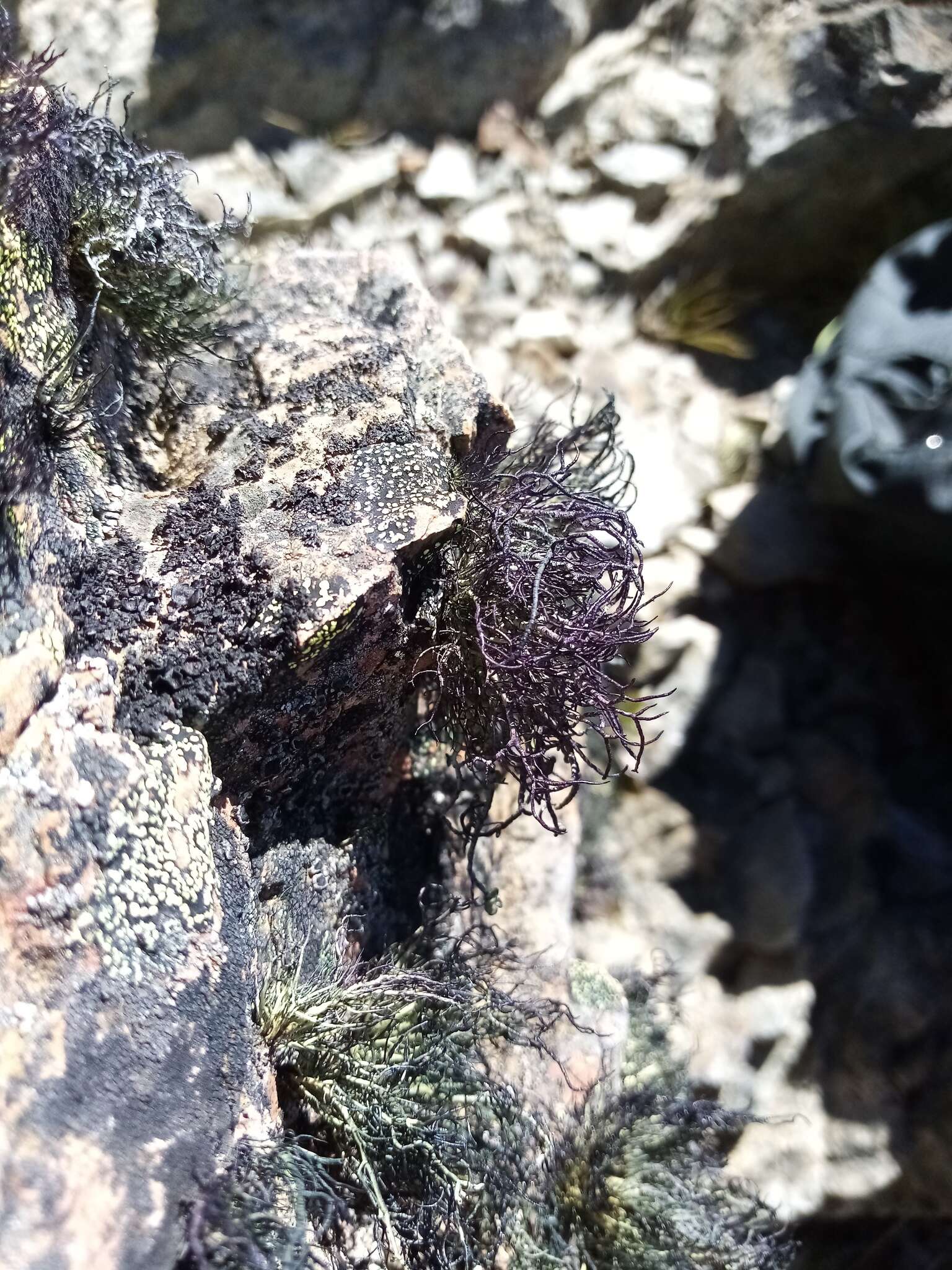 Image of Usnea acromelana Stirt.