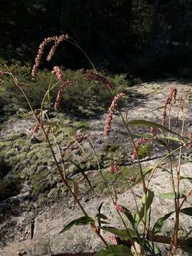 صورة Persicaria careyi (Olney) Greene