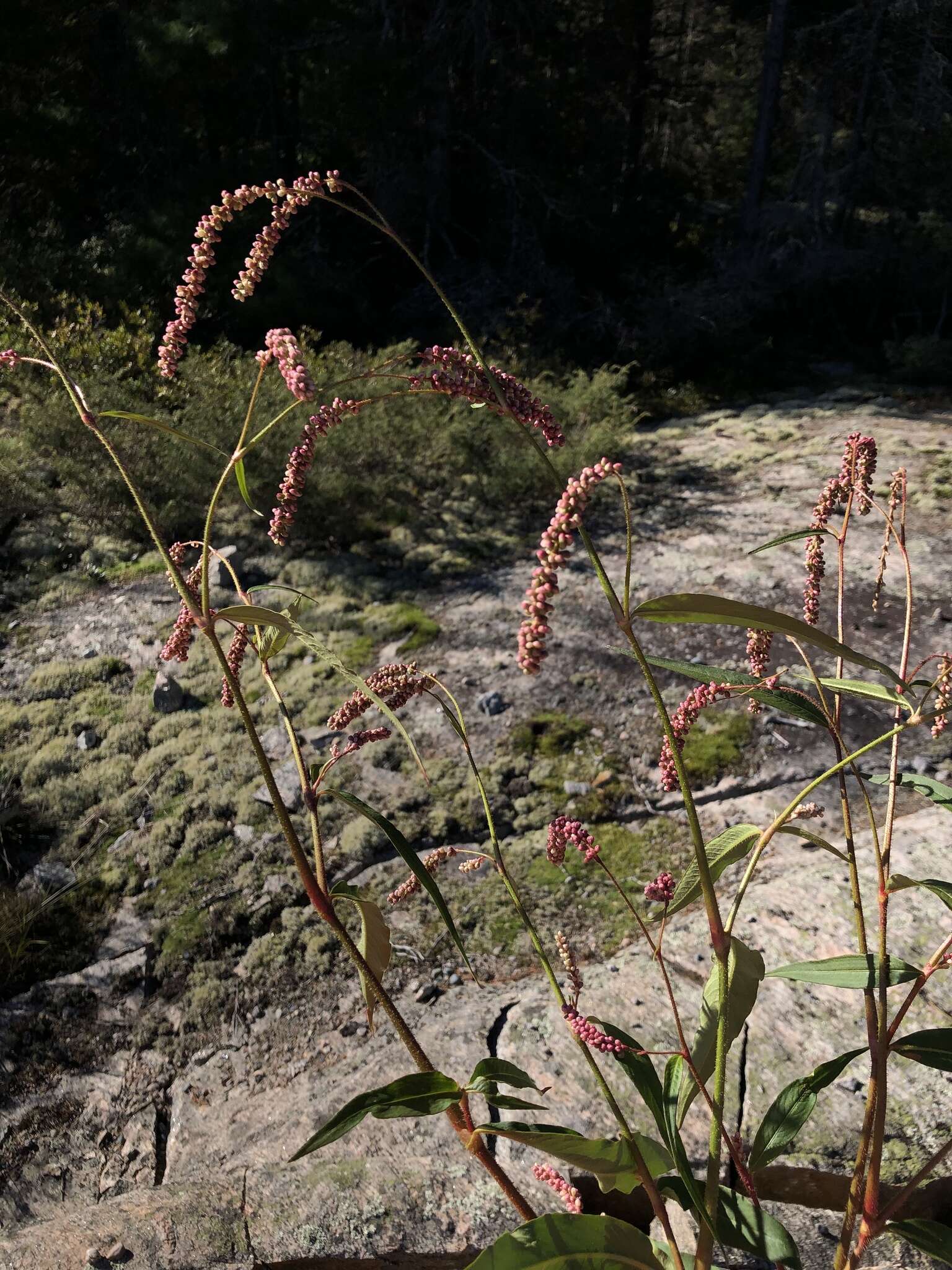 Plancia ëd Persicaria careyi (Olney) Greene