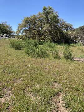 Imagem de Astragalus oocarpus A. Gray