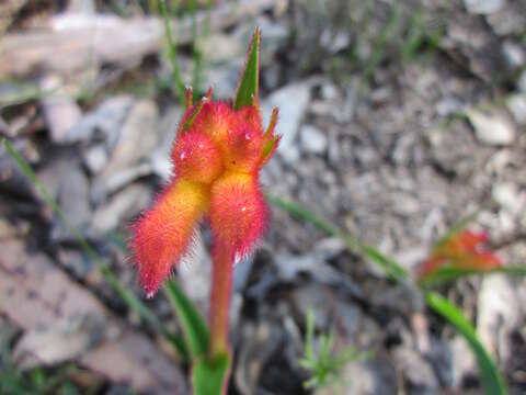 Image of Anigozanthos humilis Lindl.